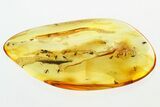 Detailed Fossil True Midge Swarm (Chironomidae) In Baltic Amber #307645-1